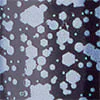 swatch-image